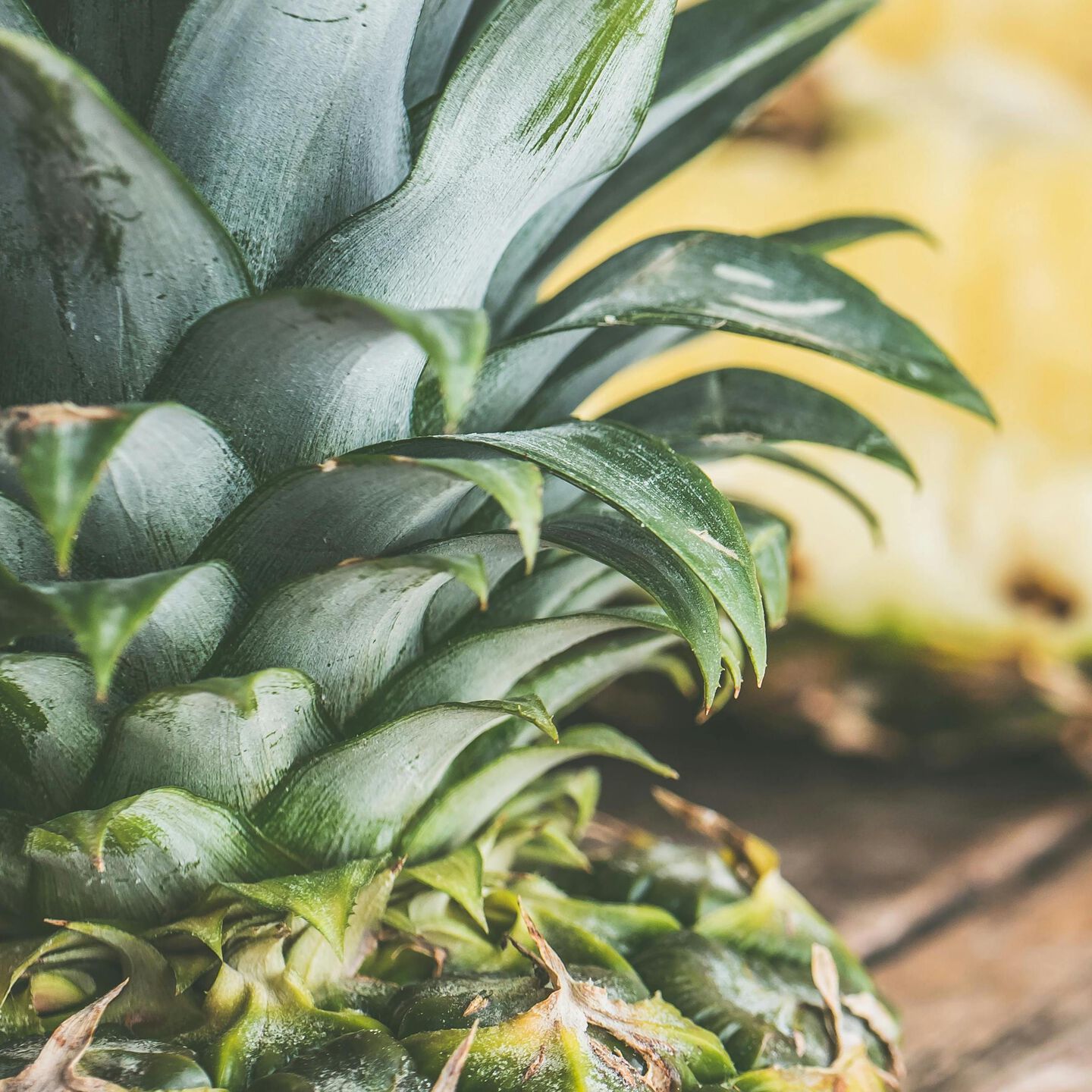 <b>CAN DOGS EAT PINEAPPLE?</b><br><br>Uncover the sweet benefits of pineapples and essential dos and don'ts for feeding them to your dog…</br>
